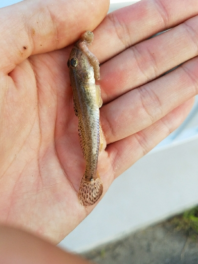 はぜ釣り ~キビレも多い~