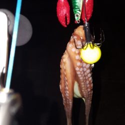 タコたこタコ！