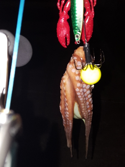 タコたこタコ！