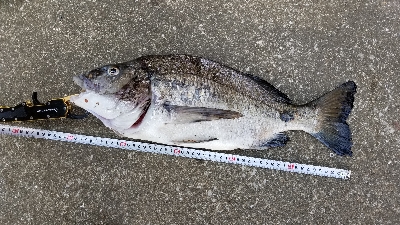 初の年無しチヌ