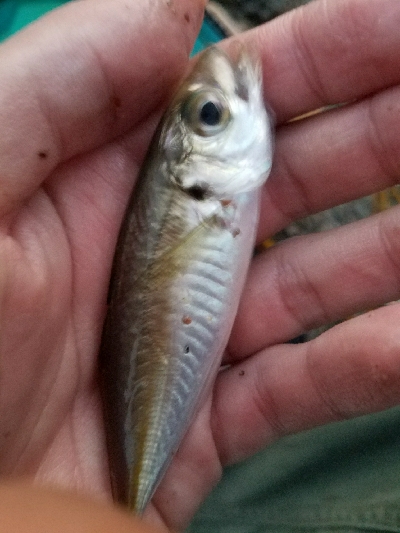 ハゲ釣り　～風波は大敵か～