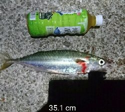 夜中のデカサバ狙い