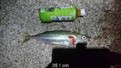 夜中のデカサバ狙い