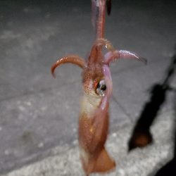 大サバ～～～～