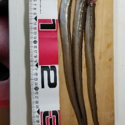 夕涼みの穴子釣り