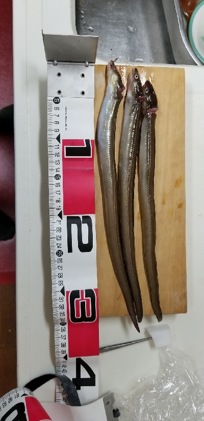 夕涼みの穴子釣り