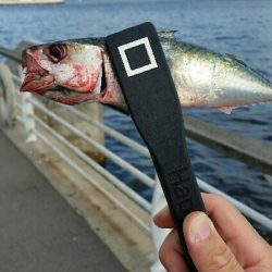 舞洲アジングNo5