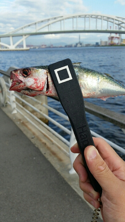 舞洲アジングNo5