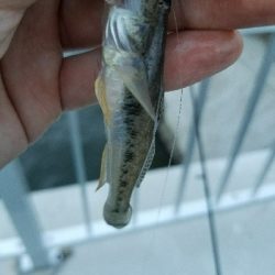 はぜ釣り ~夕方サクッと♪~