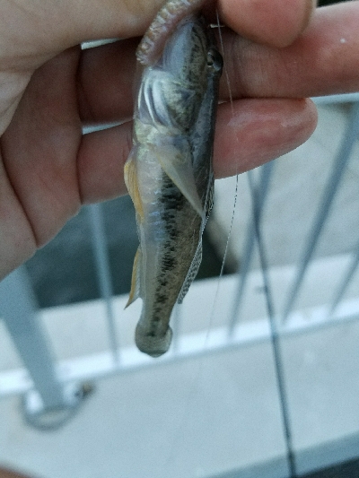 はぜ釣り ~夕方サクッと♪~