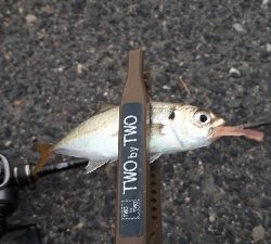 夕まづめアジング