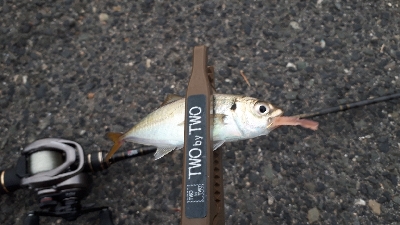 夕まづめアジング