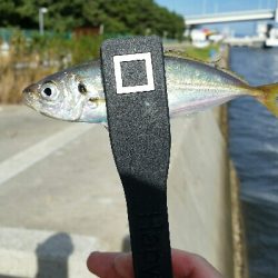 舞洲アジングNo6