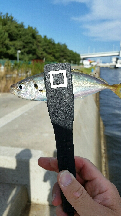 舞洲アジングNo6