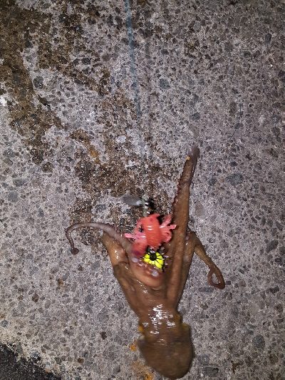 やっとおったわ!