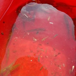 小物釣り ~釣り ガサガサ 虫採り~