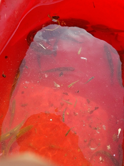 小物釣り ~釣り ガサガサ 虫採り~