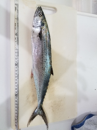 まだまだサゴシ❗