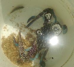 キス釣りのはずが