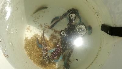 キス釣りのはずが