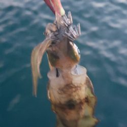 エギングでアオリイカ