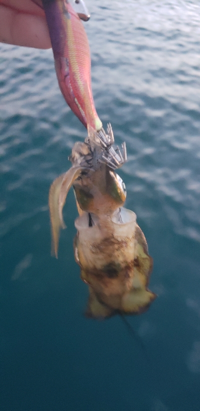 エギングでアオリイカ