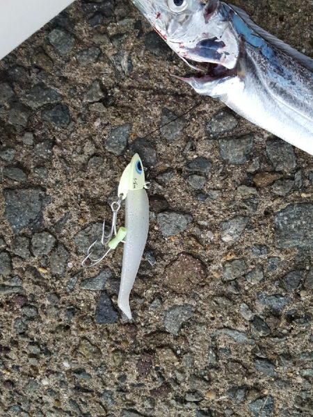 台風後のタチウオ