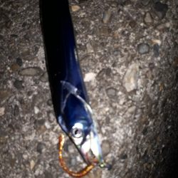 ほぼサバ、たまにタチウオ、時々アジ