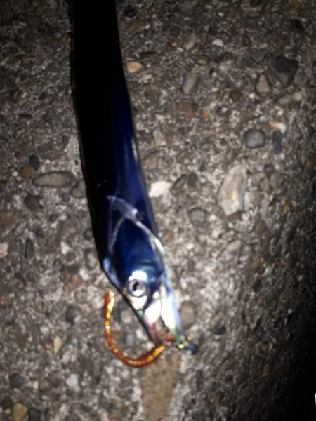 ほぼサバ、たまにタチウオ、時々アジ