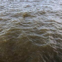 サゴシ一家は何処へやら。