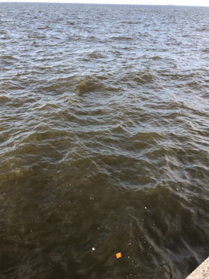 サゴシ一家は何処へやら。