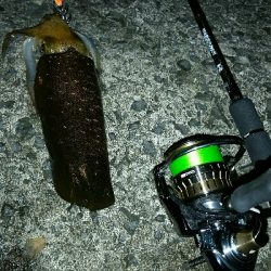 偵察、イカカレー