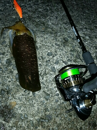 偵察、イカカレー