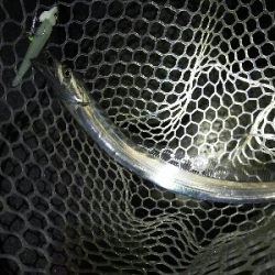 ショアジギからワインド