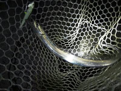 ショアジギからワインド