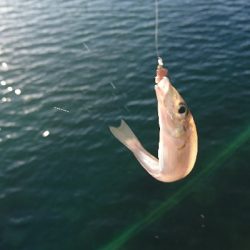 キス釣り釣行
