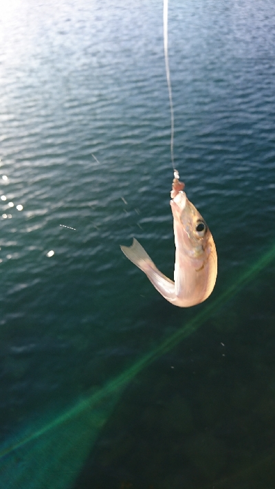 キス釣り釣行