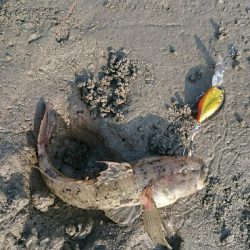 今日もハゼクラ