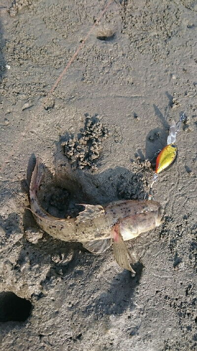 今日もハゼクラ