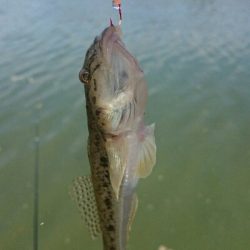 とりあえずハゼクラ