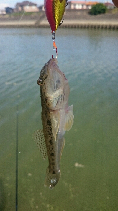 とりあえずハゼクラ