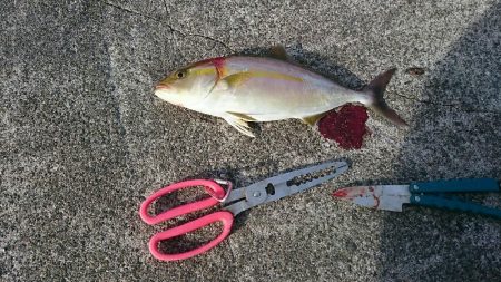 鹿児島釣行5日目！