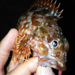 プチ遠征してアジ探し。