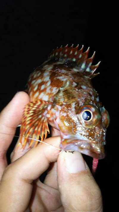 プチ遠征してアジ探し。