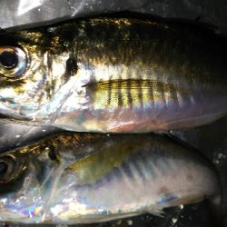 横須賀がダメなら横浜だ！