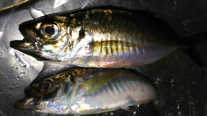 横須賀がダメなら横浜だ！