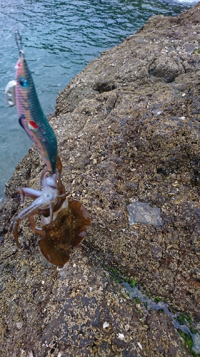 エギング釣行その26