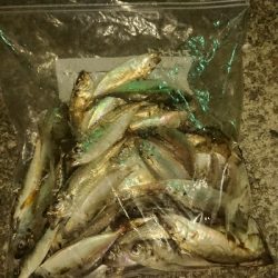 アジ沸いてました