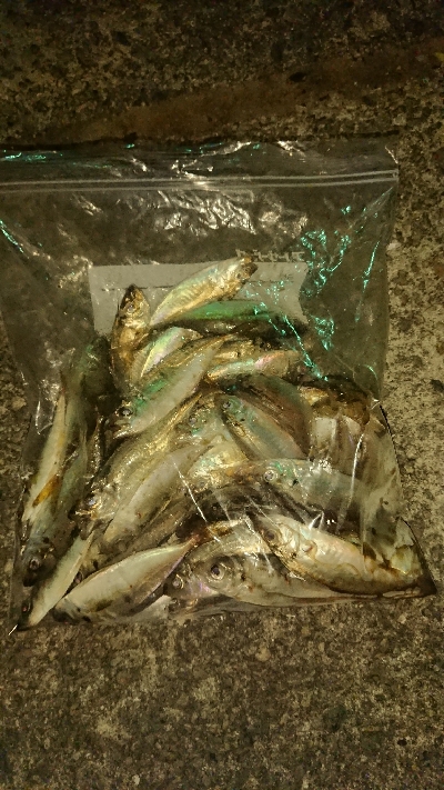 アジ沸いてました