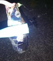 ロックフィッシュ&サーベリング